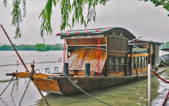 世纪70年代中期种植的